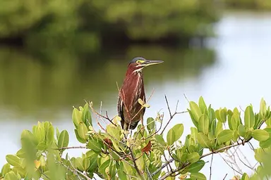 Bird: Perched Green Heron
