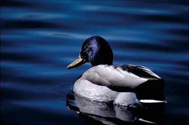 Mallard duck