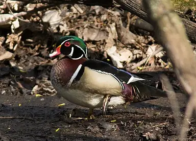 Bird: Wood Duck (34483487600)